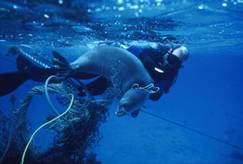 seal in net